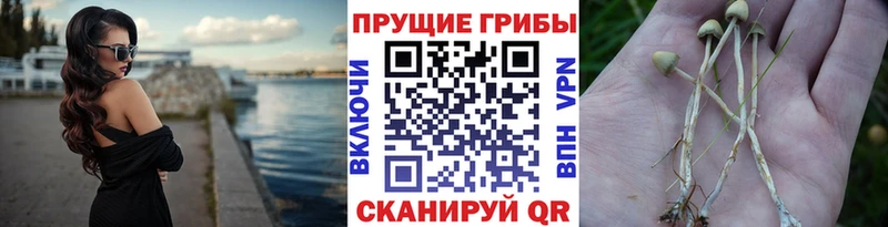 Галлюциногенные грибы Psilocybine cubensis  Талдом 